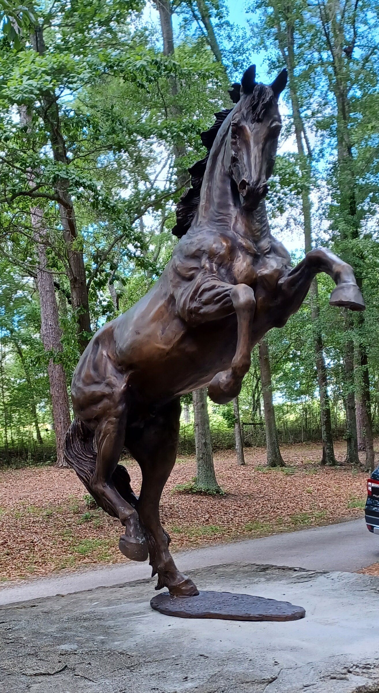 Bronze Horse Sculpture ORDER.  Sculpture edition, final casting 5/5 of "Let's Dance". 31" tall. Beverly Zimmer Forge Hill Sculpture